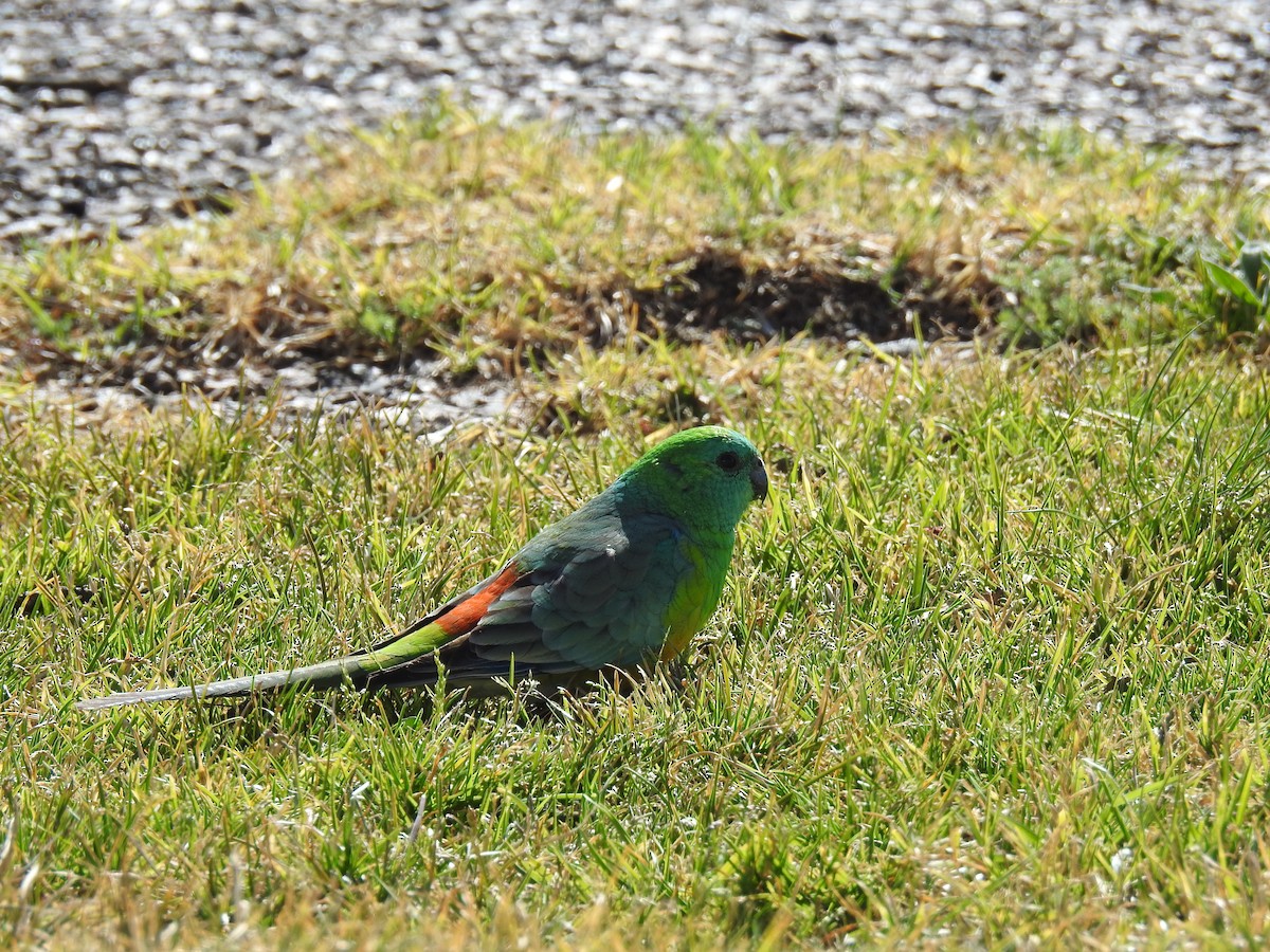 Red-rumped Parrot - ML96461731