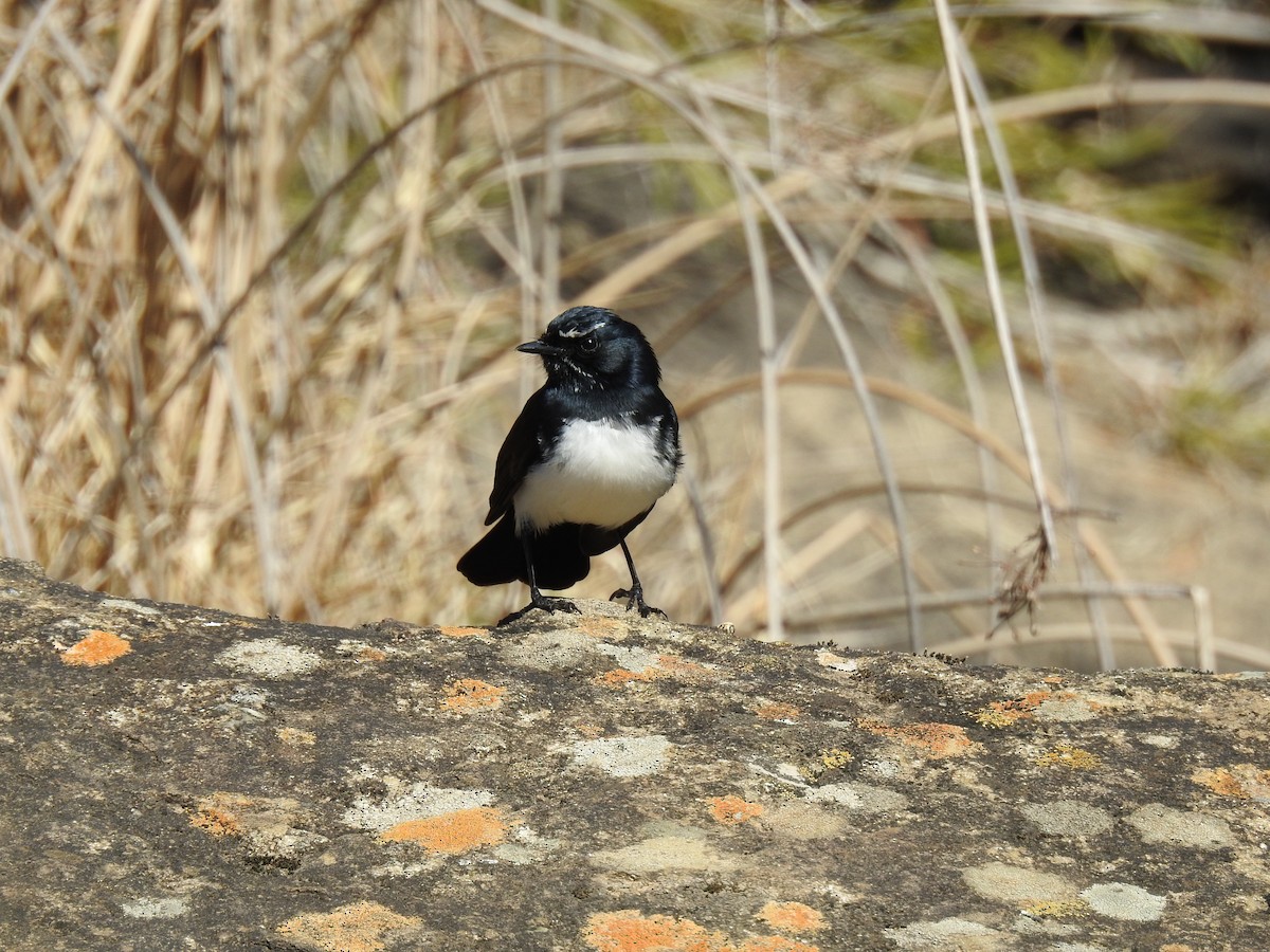 Willie-wagtail - ML96462211