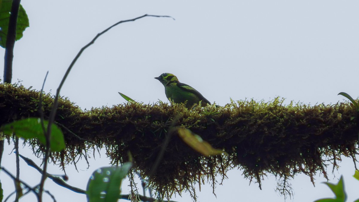 Emerald Tanager - ML96462651