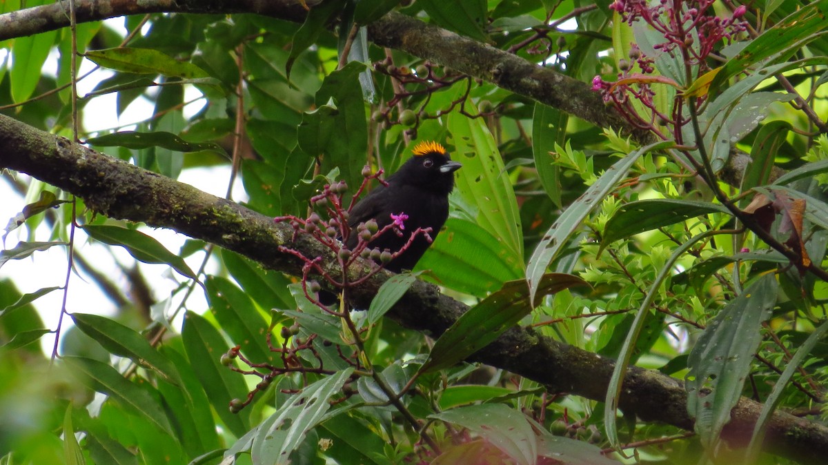 Tawny-crested Tanager - ML96462871