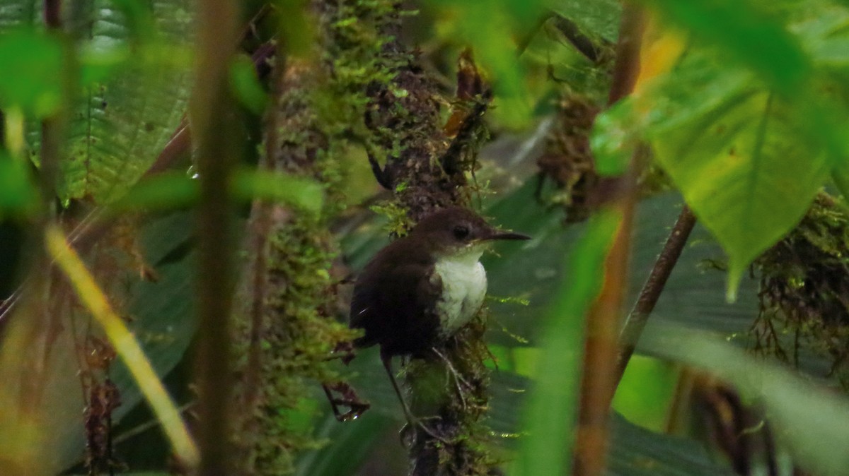 Scaly-breasted Wren - ML96463081
