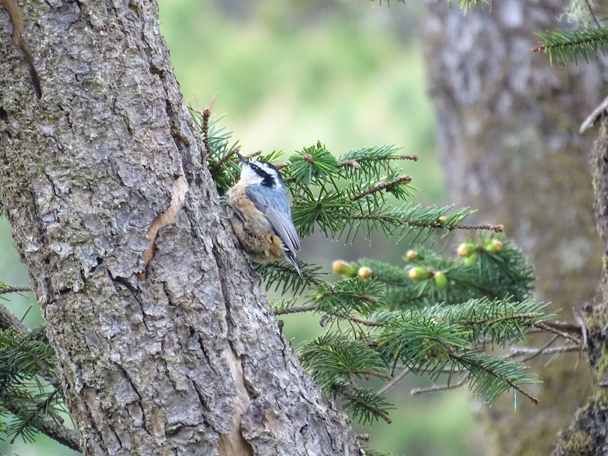 Red-breasted Nuthatch - ML96464841