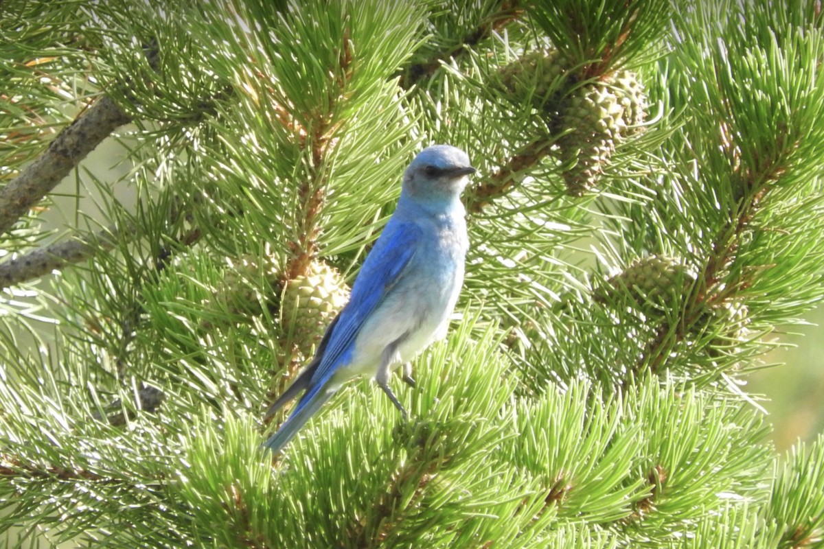 Mountain Bluebird - HyeSook Leechor