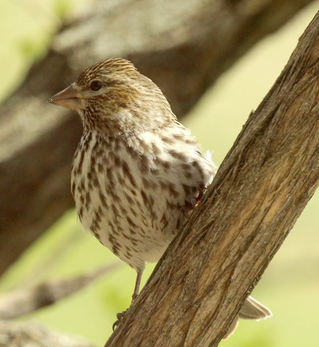 Cassin's Finch - Christopher Siddle