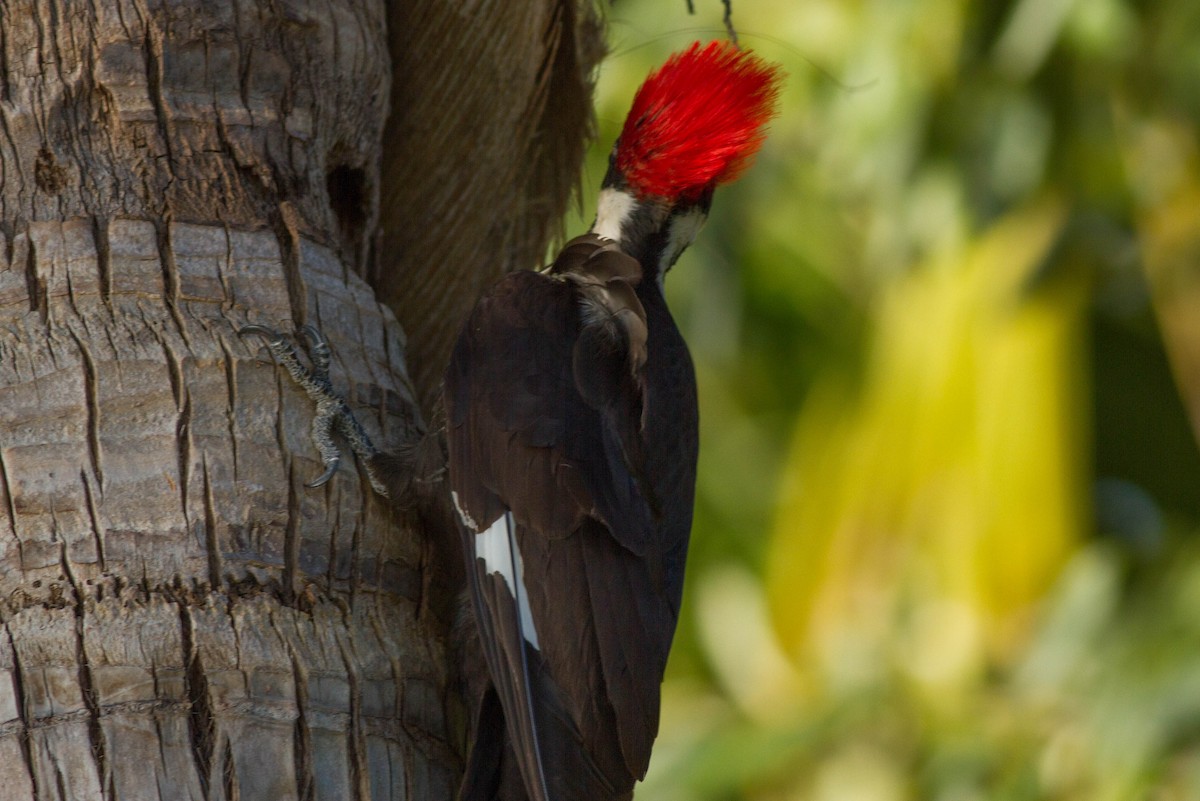 Pileated Woodpecker - ML96475241