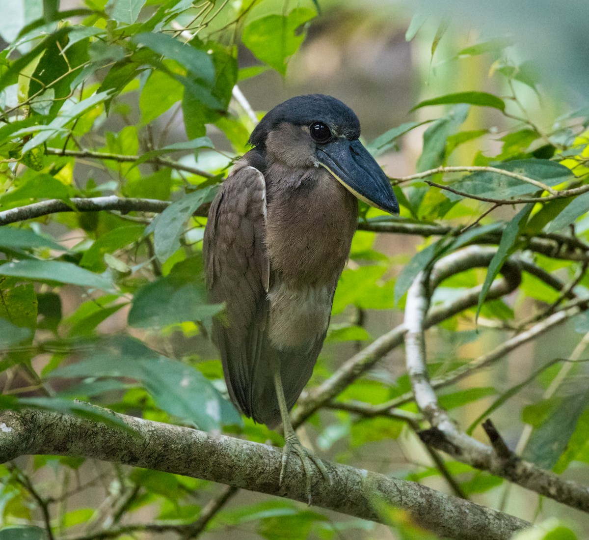 Boat-billed Heron - Anonymous