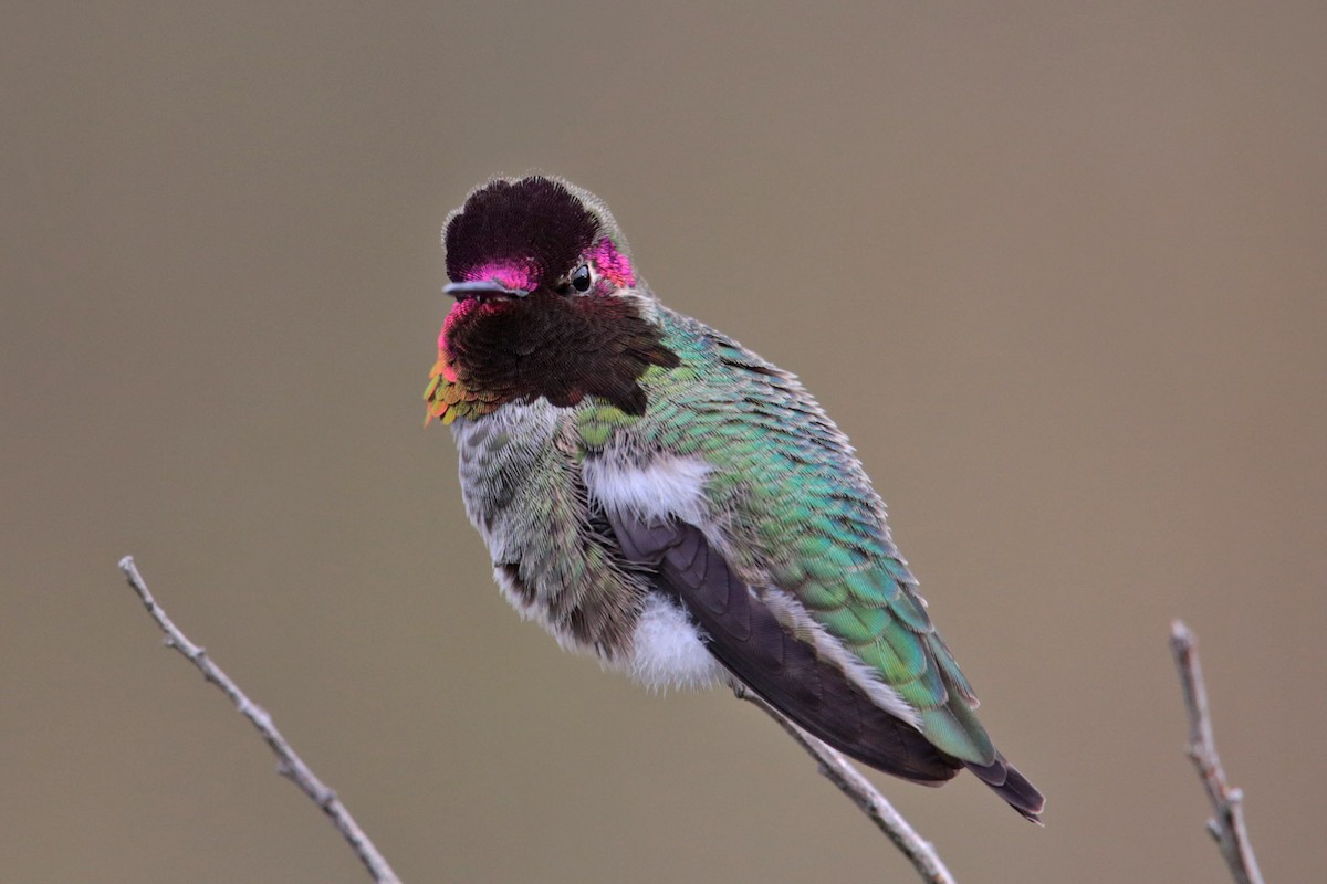 Anna's Hummingbird - Aaron Maizlish