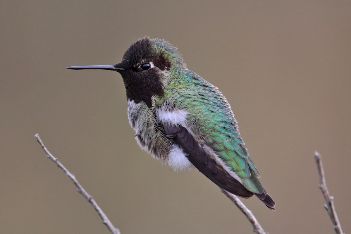 Anna's Hummingbird - ML96476281