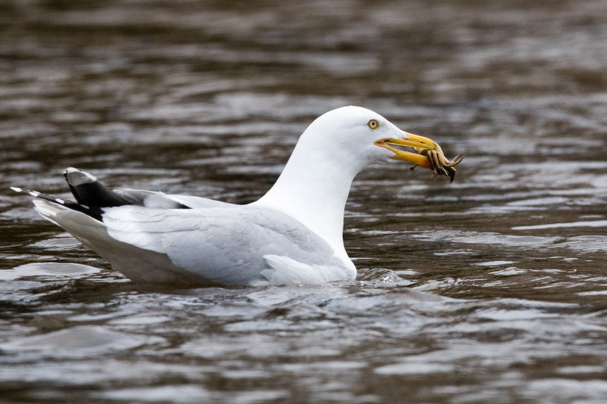 Herring Gull (American) - Steven McGrath