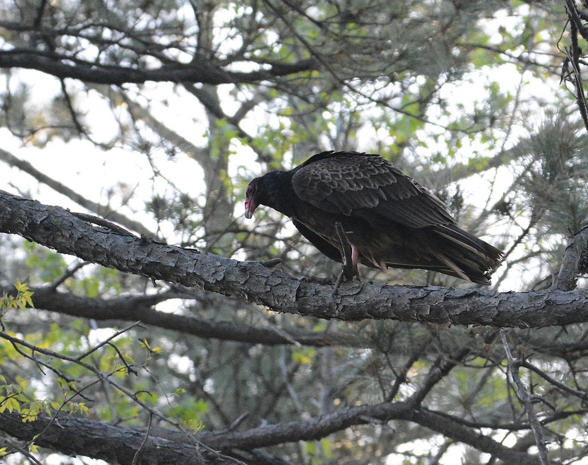 Turkey Vulture - ML96477711