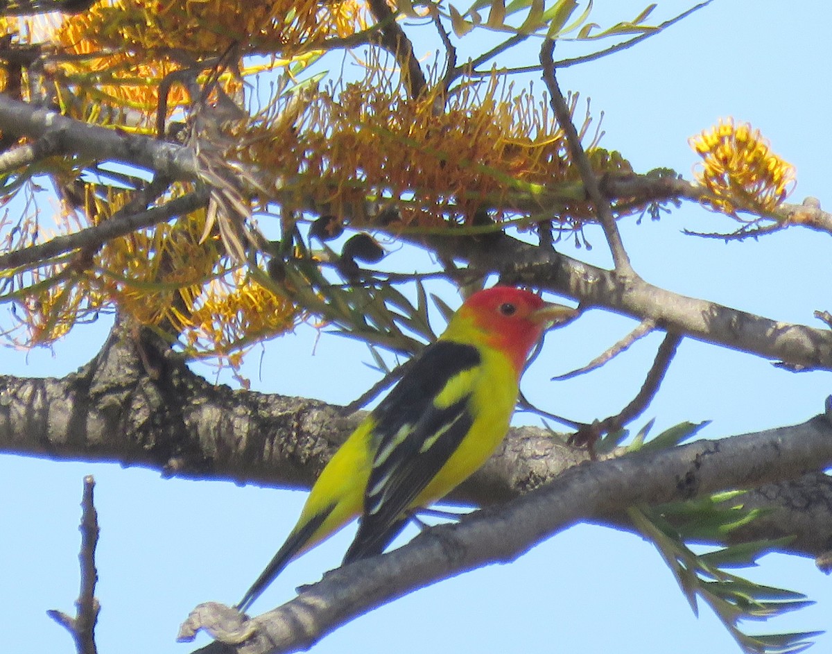 Western Tanager - Grace Wong