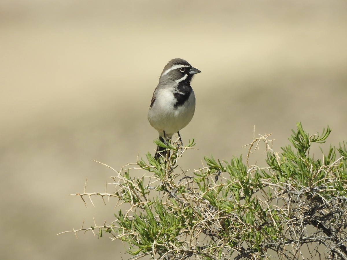 Black-throated Sparrow - ML96484291