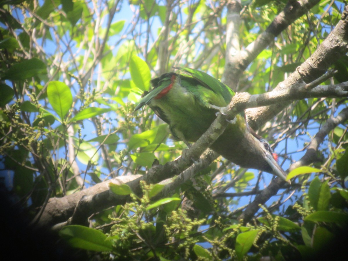 Red-vented Barbet - ML96485421