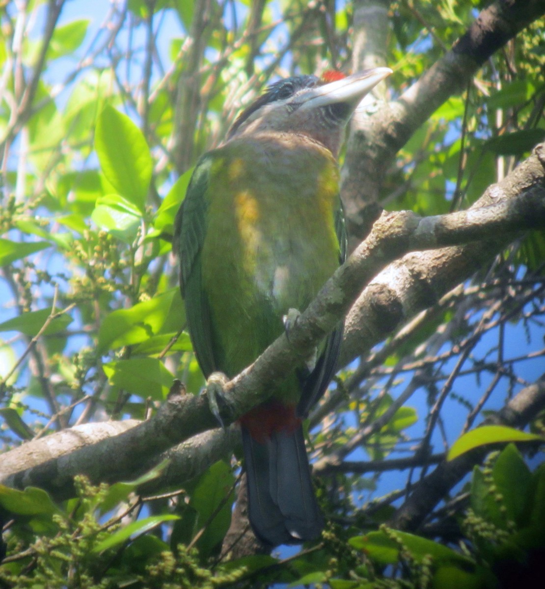 Red-vented Barbet - ML96485541