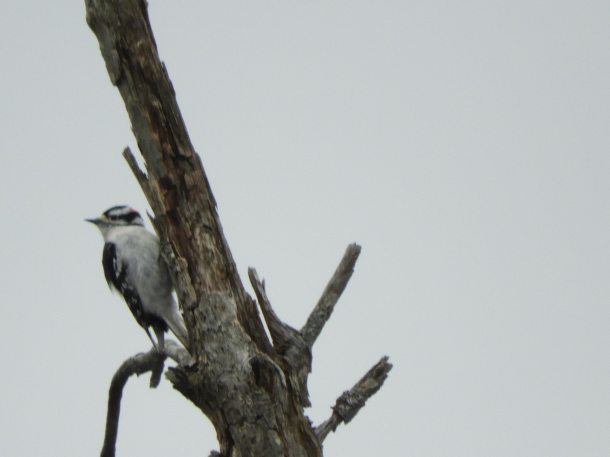 Downy Woodpecker - carol villeneuve