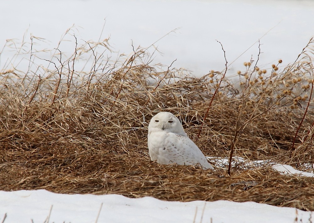 Snowy Owl - Josée Rousseau