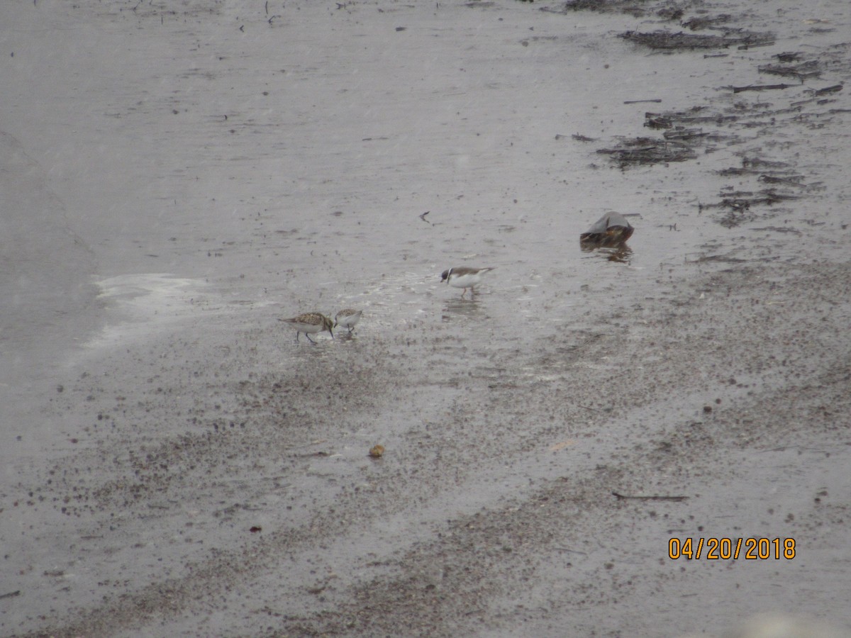 Semipalmated Plover - ML96486651