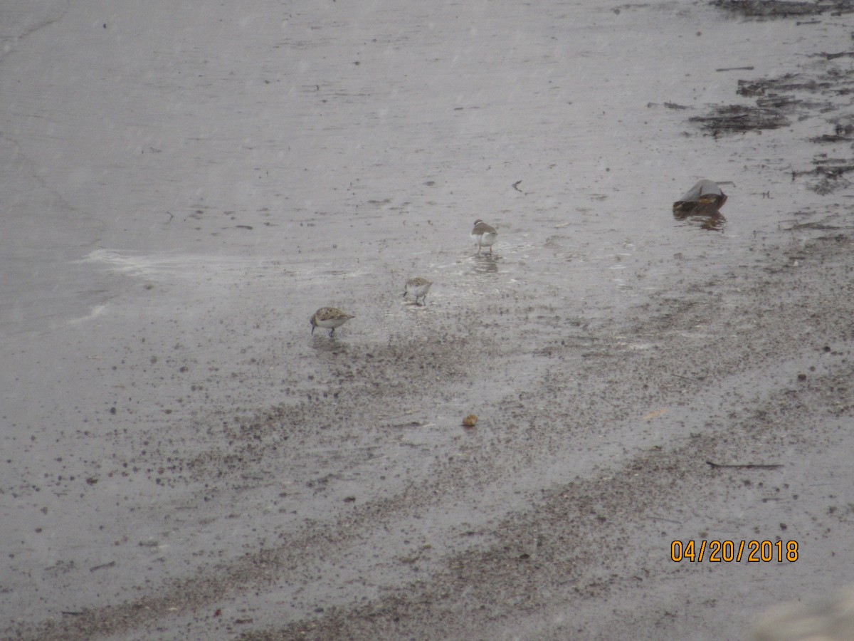 Semipalmated Plover - ML96486661
