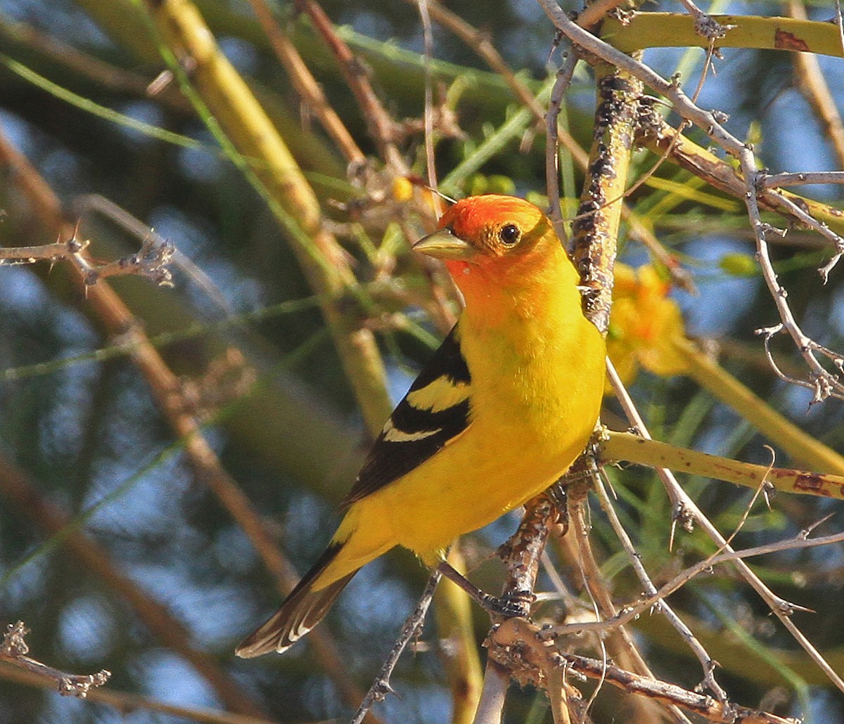 Western Tanager - ML96487131