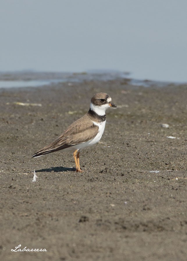 Semipalmated Plover - ML96497121