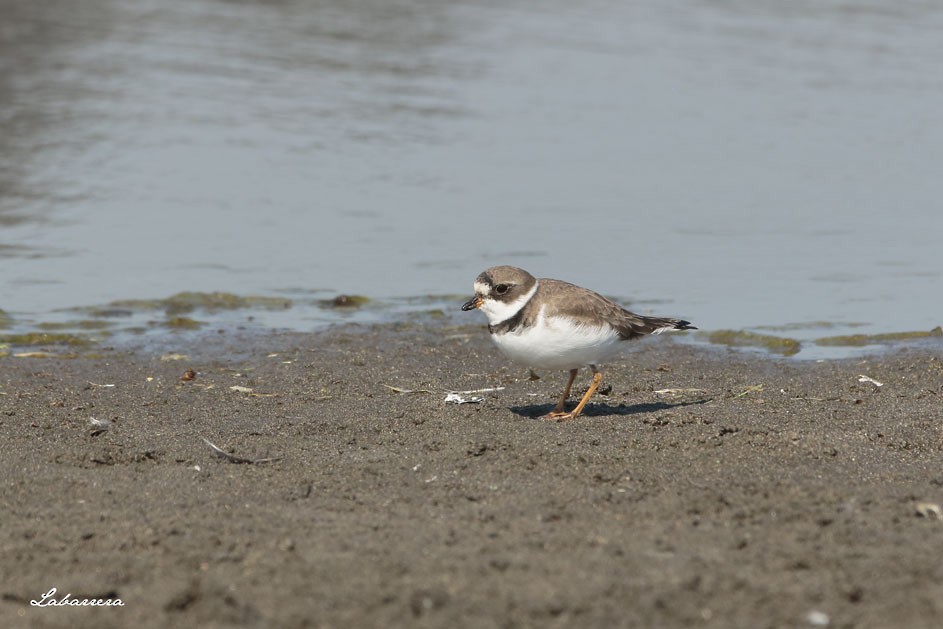 Semipalmated Plover - ML96497131
