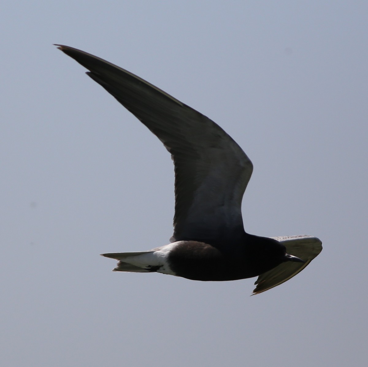 Black Tern - Pete Dunten