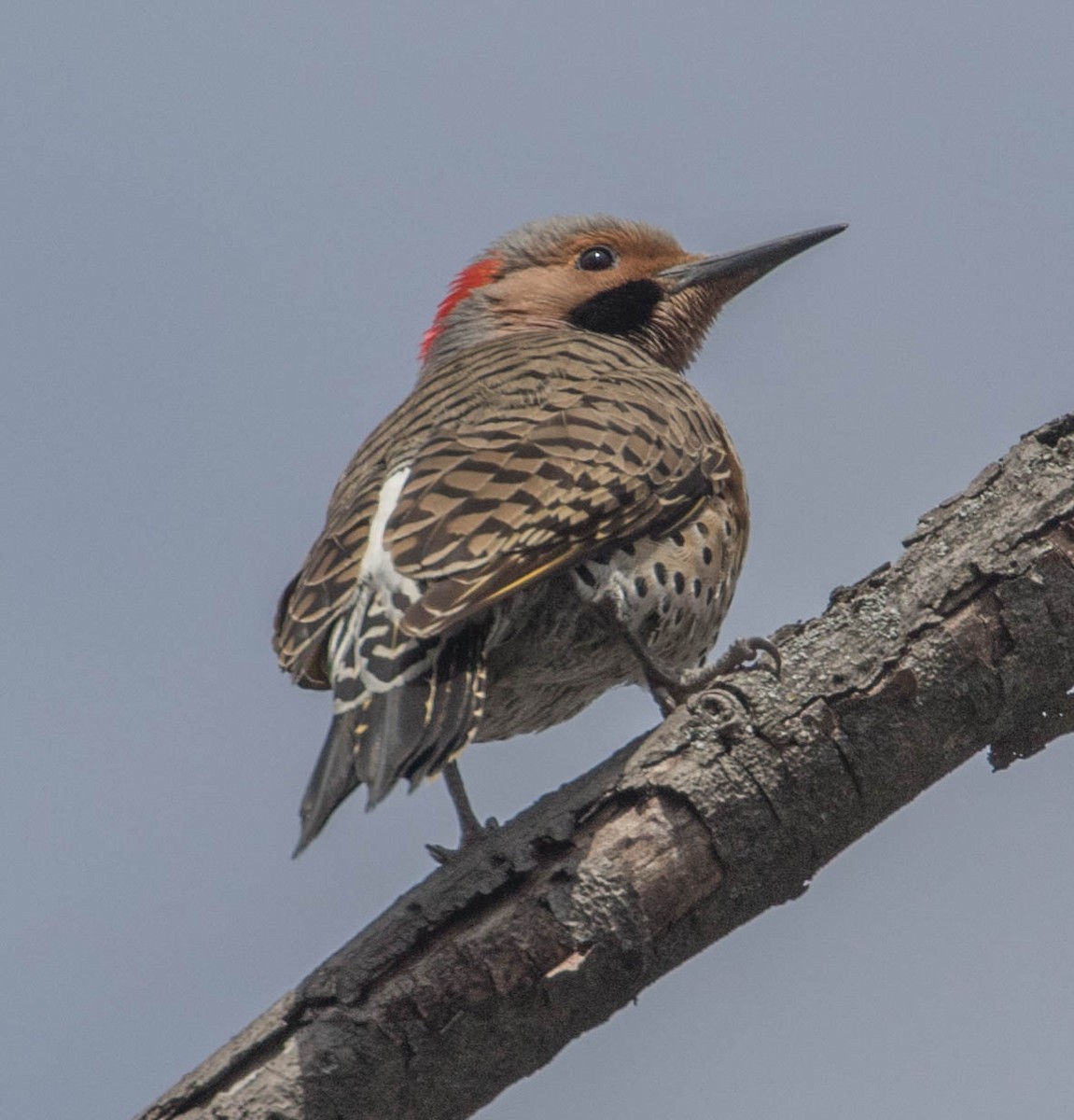 Northern Flicker (Yellow-shafted) - ML96503441