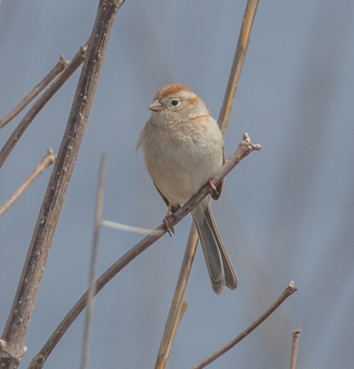 Field Sparrow - ML96503551