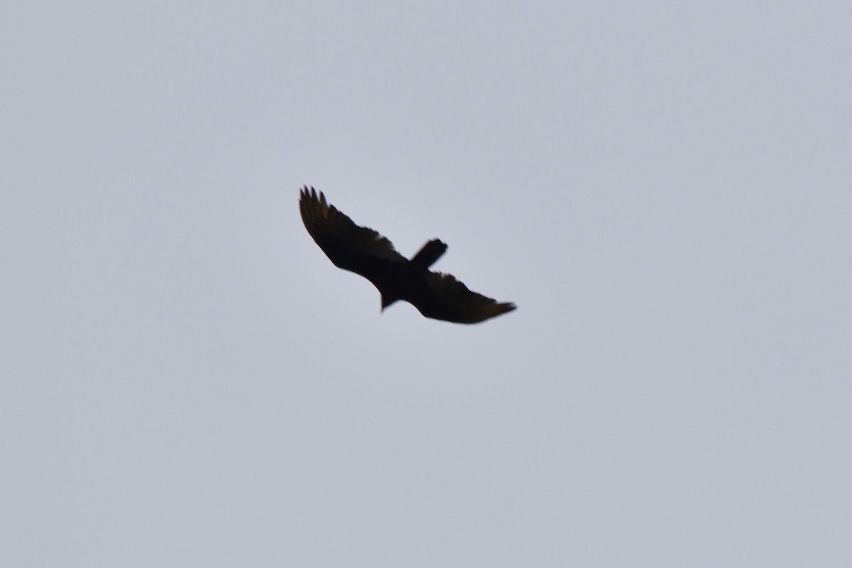 Turkey Vulture - ML96503751