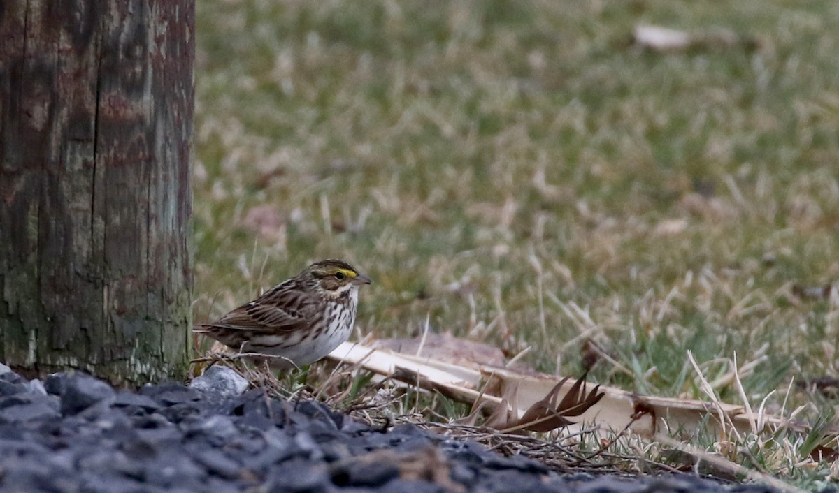 Savannah Sparrow (Savannah) - ML96504701