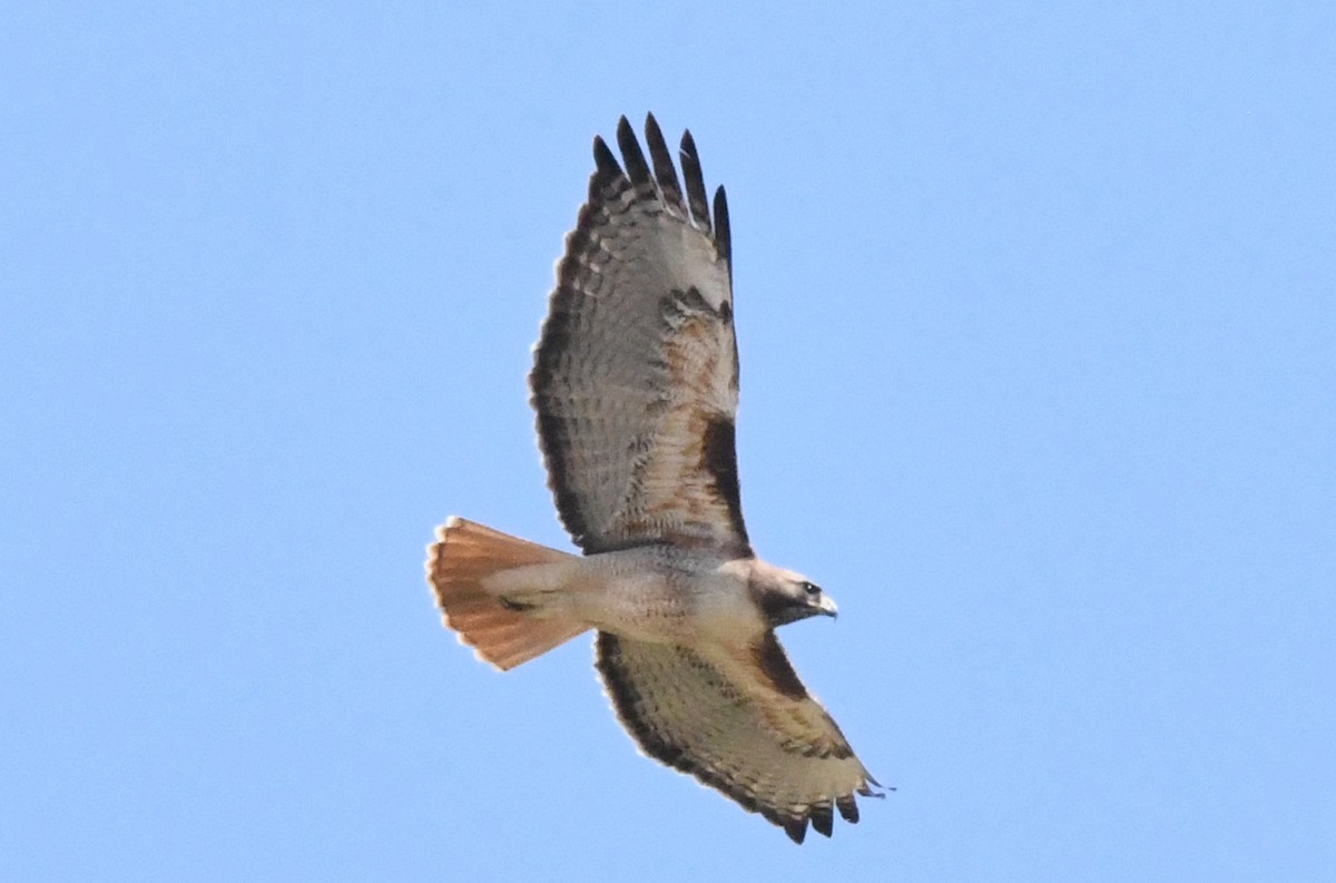 Red-tailed Hawk - Cathryn Dippo