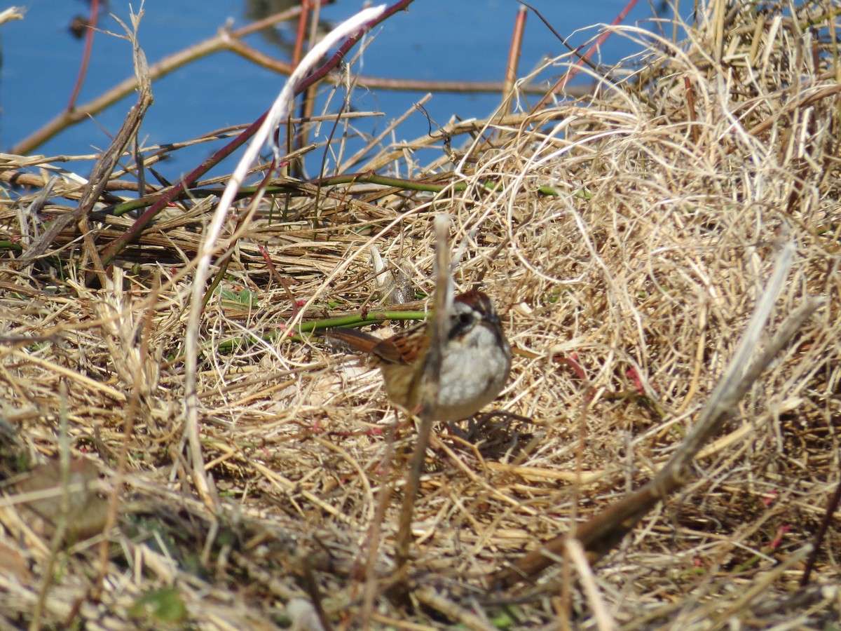 Swamp Sparrow - Martha Burchat