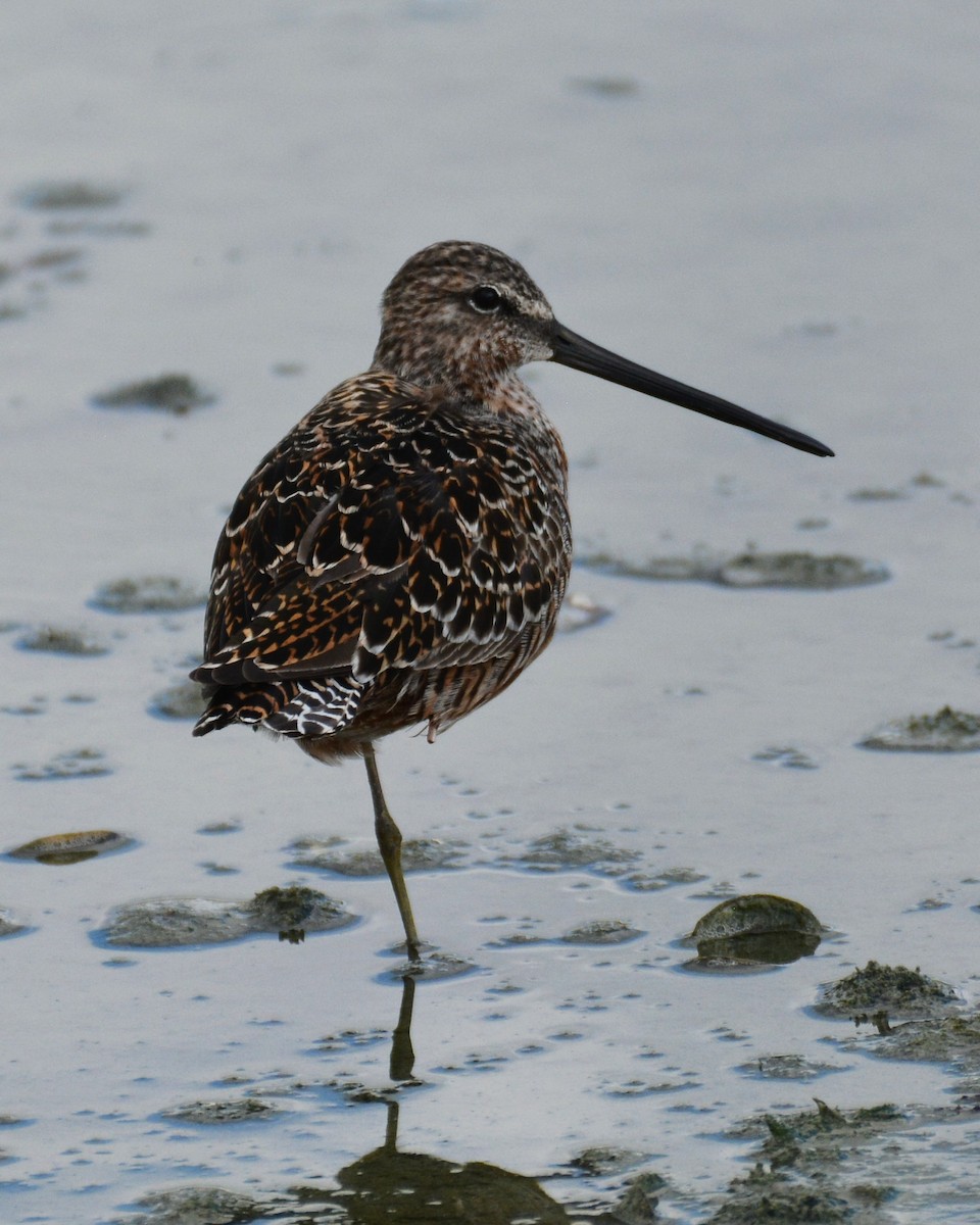 Long-billed Dowitcher - John Whitehead