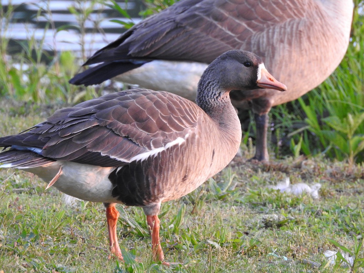Greater White-fronted Goose - ML96507621