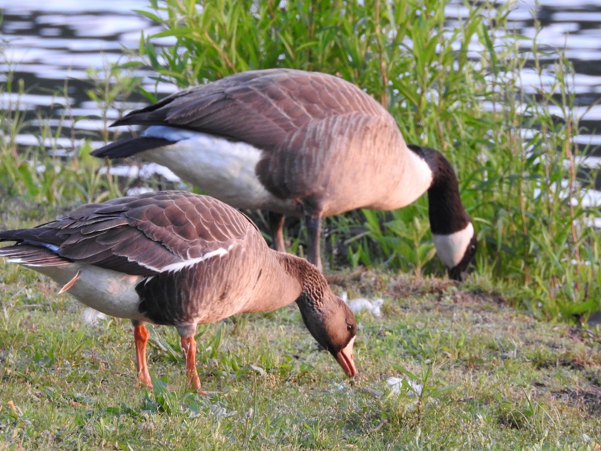 Greater White-fronted Goose - ML96507641
