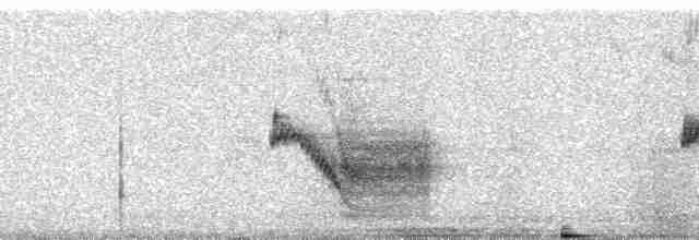 House Wren (Brown-throated) - ML9651