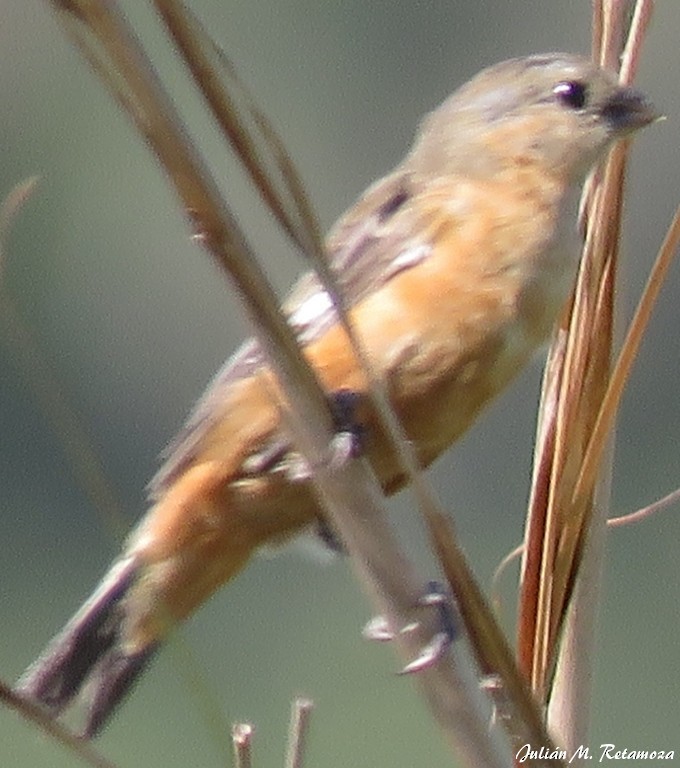 Tawny-bellied Seedeater - ML96510991