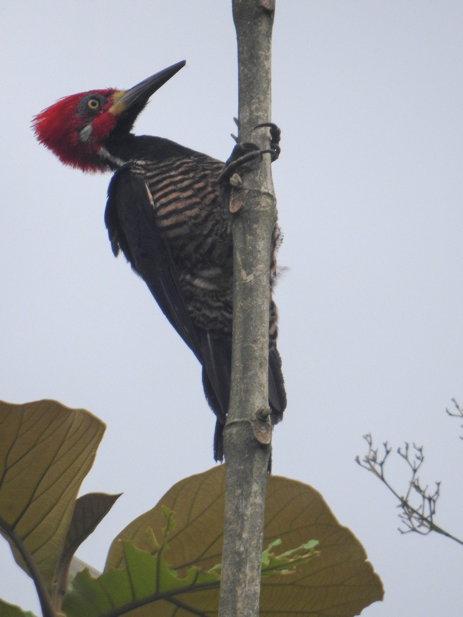 Crimson-crested Woodpecker - ML96511281