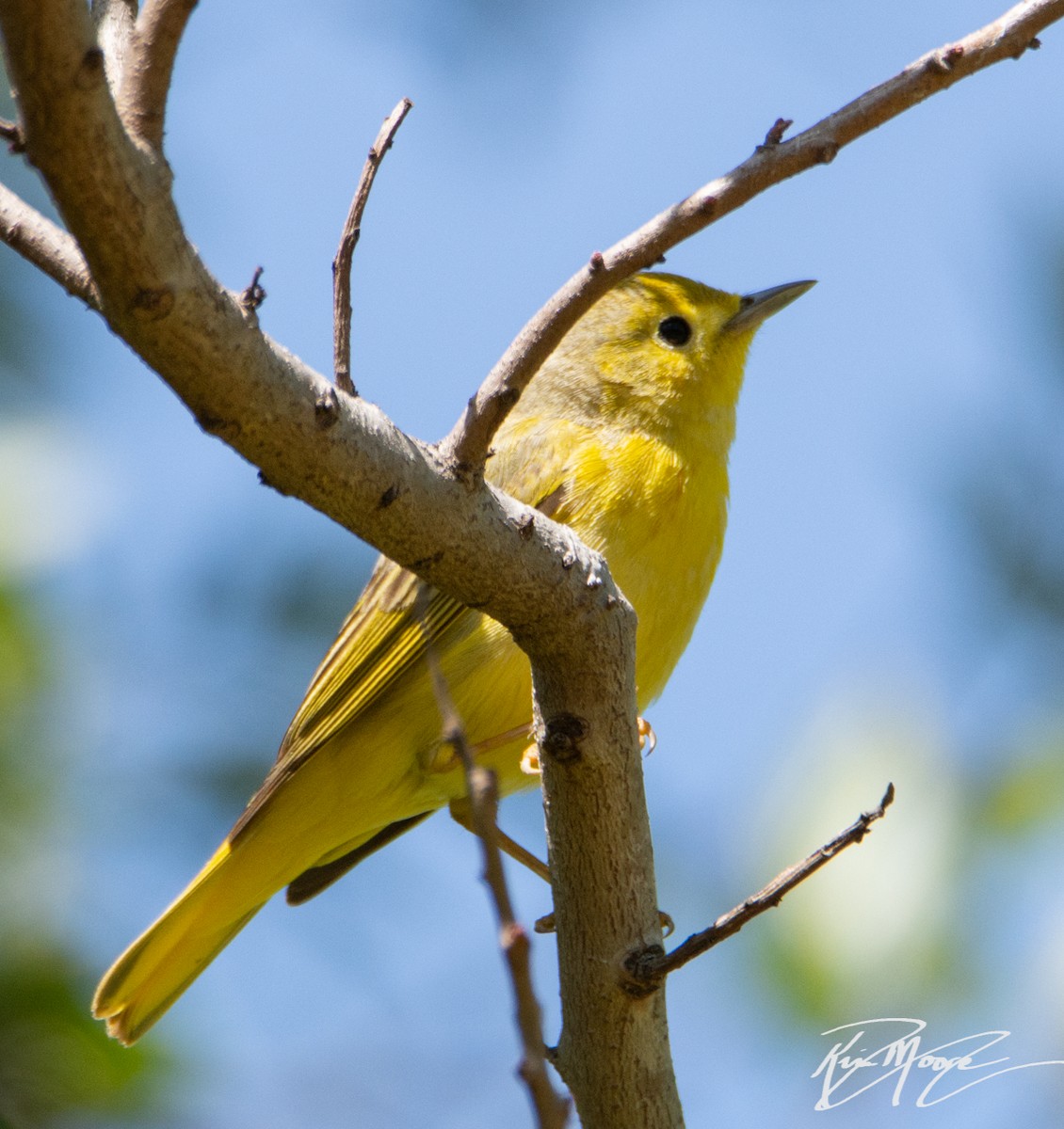 Yellow Warbler - Kim Moore