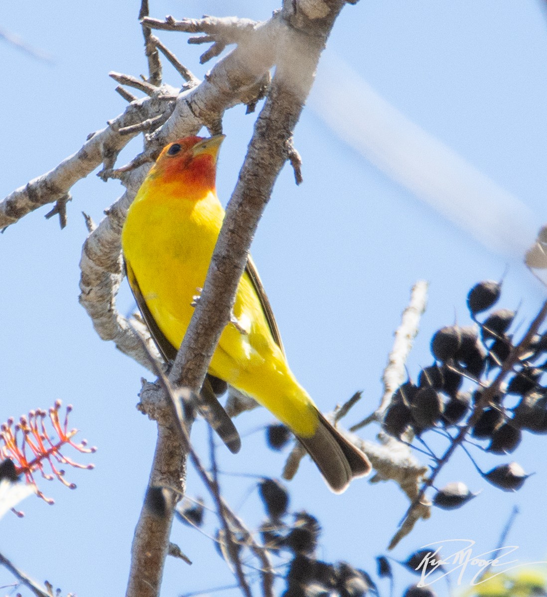 Western Tanager - Kim Moore