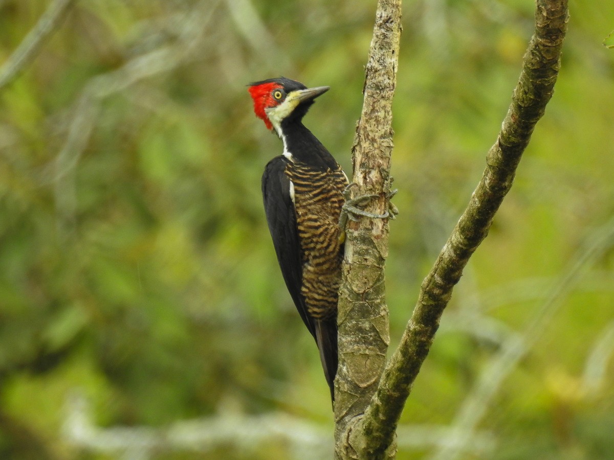 Crimson-crested Woodpecker - Carlos Ao Martínez T