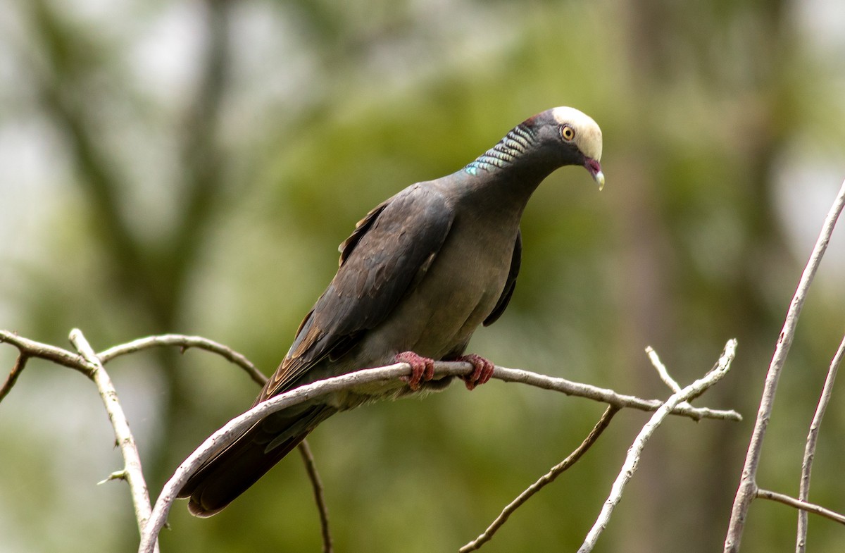 White-crowned Pigeon - ML96513431