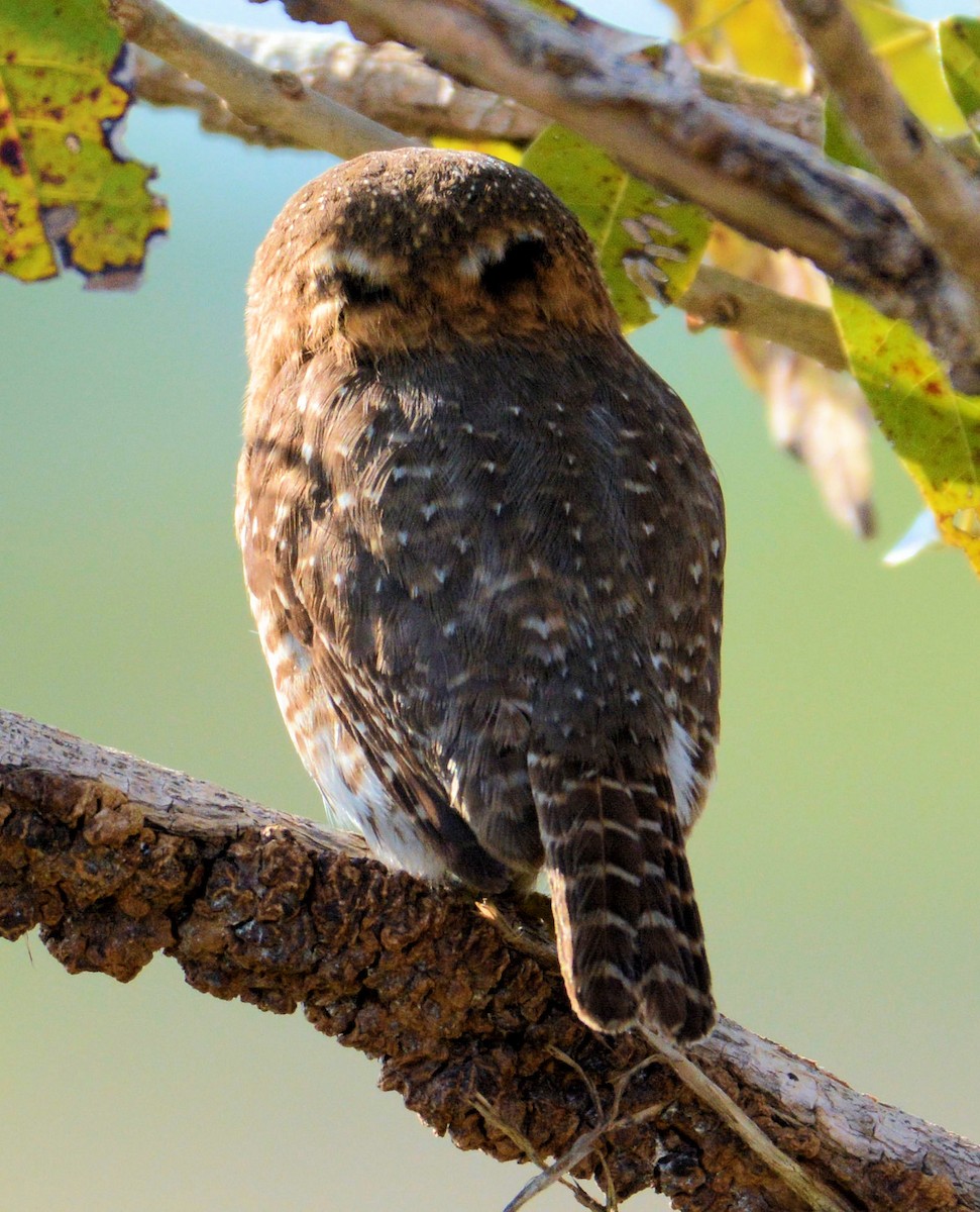 Cuban Pygmy-Owl - ML96514181