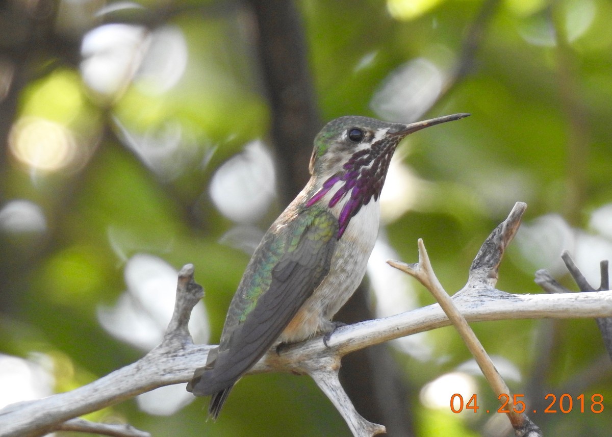 Calliope Hummingbird - Ron Pozzi