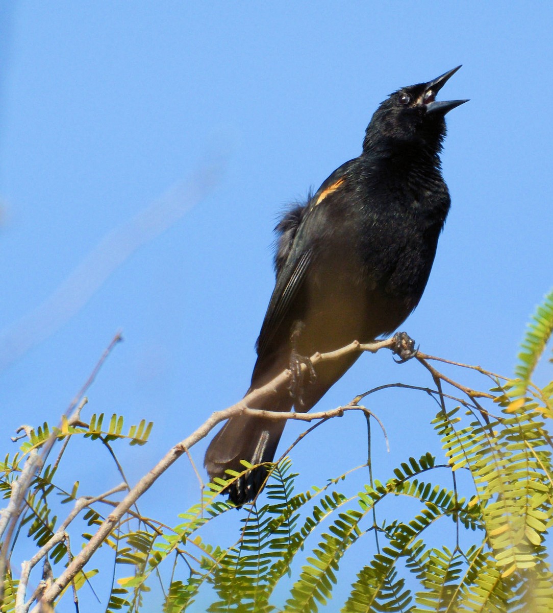 Tawny-shouldered Blackbird - Kenneth Butler