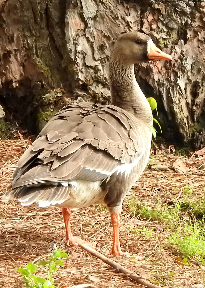 Greater White-fronted Goose - ML96518141