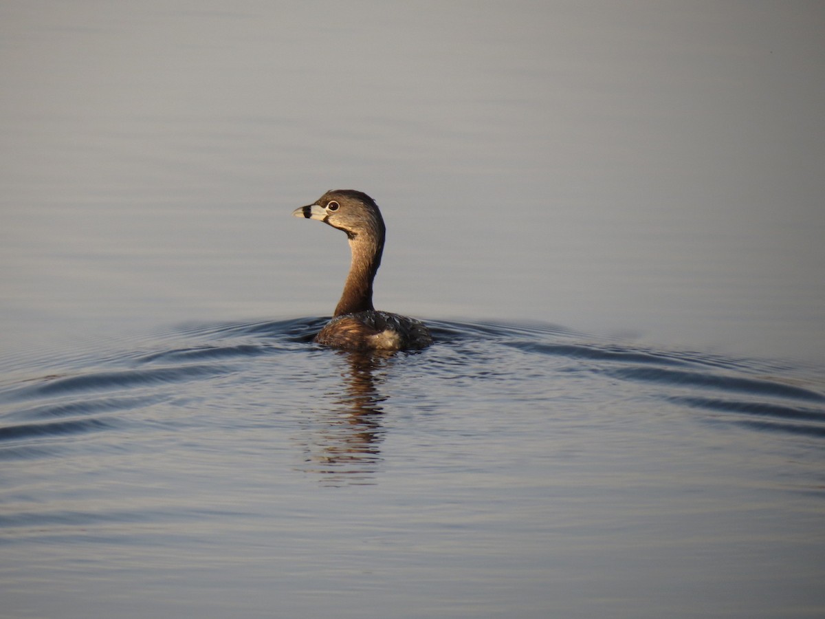 Pied-billed Grebe - Andrew Kinslow
