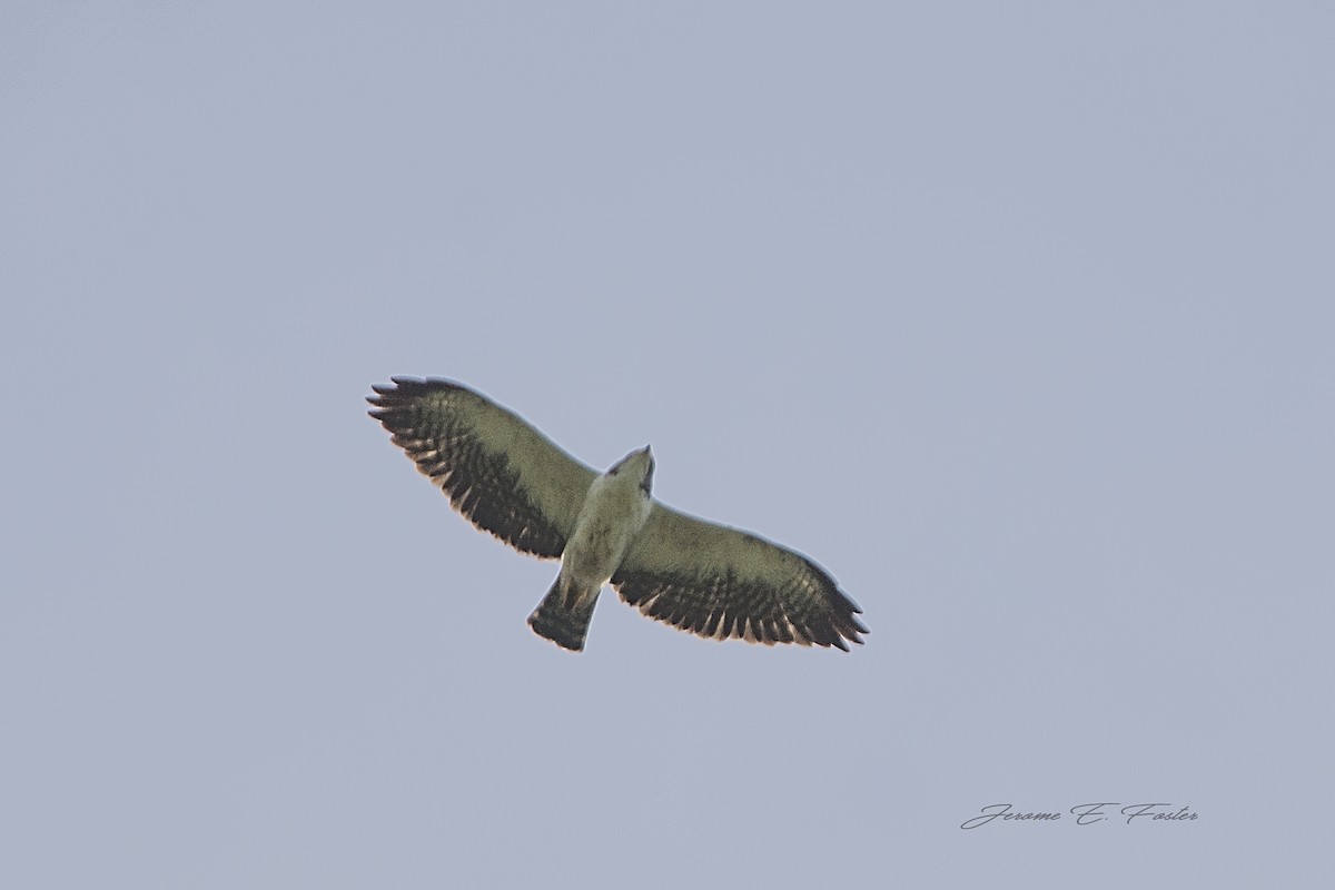 Short-tailed Hawk - Jerome Foster