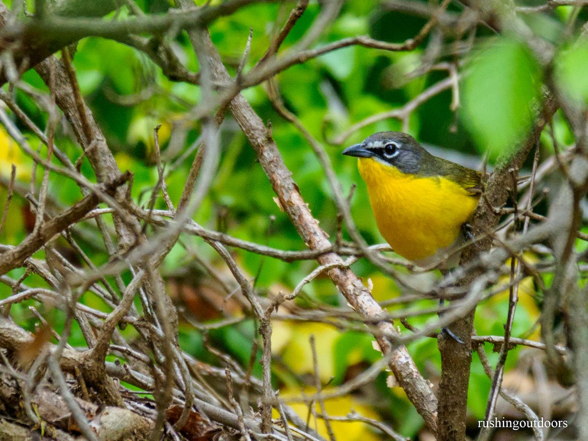 Yellow-breasted Chat - Steve Rushing