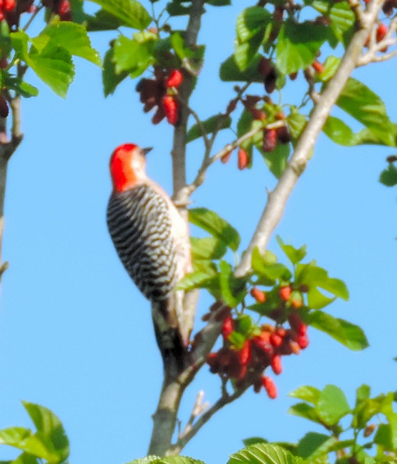 Red-bellied Woodpecker - Jay Huner